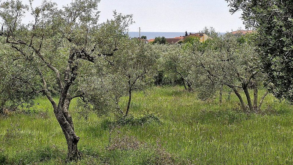 UMAG-ZAMBRATIJA-GRAĐEVINSKO ZEMLJIŠTE-OVDJE NASTAJE VAŠA PRIČA-GRADITE, ŽIVITE, UŽIVAJTE