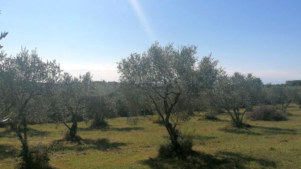 UMAG-ZAMBRATIJA-ZAZIDLJIVO ZEMLJIŠČE - TUKAJ SE ZAČNE VAŠA ZGODBA - GRADITE, ŽIVITE, UŽIVAJTE