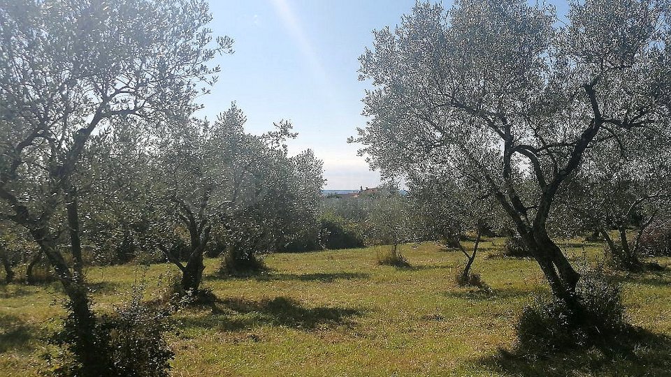 UMAG-ZAMBRATIJA-BAULAND - HIER BEGINNT IHRE GESCHICHTE - BAUEN, LEBEN, GENIESSEN