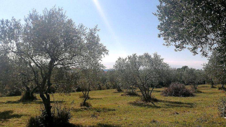 UMAG-ZAMBRATIJA-GRAĐEVINSKO ZEMLJIŠTE-OVDJE NASTAJE VAŠA PRIČA-GRADITE, ŽIVITE, UŽIVAJTE