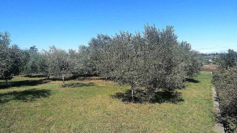 UMAG-ZAMBRATIJA-ZAZIDLJIVO ZEMLJIŠČE - TUKAJ SE ZAČNE VAŠA ZGODBA - GRADITE, ŽIVITE, UŽIVAJTE