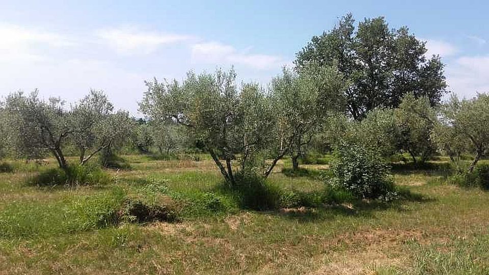 UMAG-ZAMBRATIJA-BAULAND - HIER BEGINNT IHRE GESCHICHTE - BAUEN, LEBEN, GENIESSEN