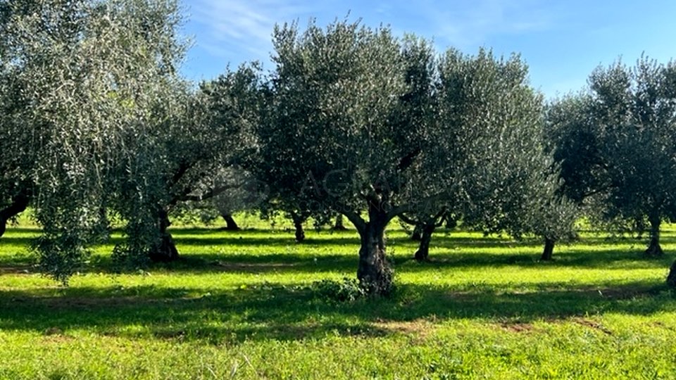 UMAG - LOVREČICA - MASLINIK - IZVRSNA PRILIKA